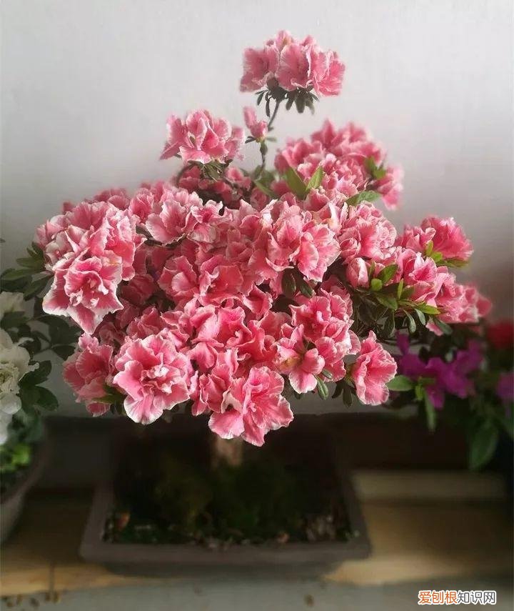 什么花好养又招财，在家养这25种花，招财又旺运，聪明人都在养