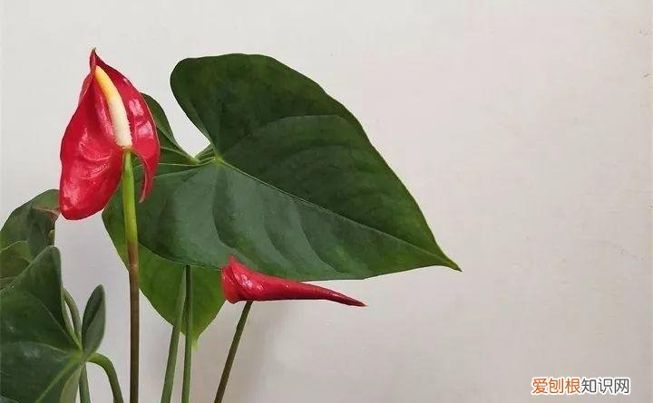 什么花好养又招财，在家养这25种花，招财又旺运，聪明人都在养