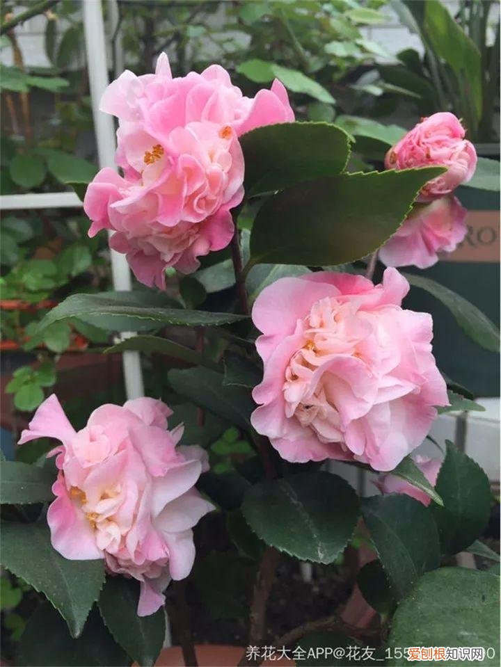 什么花好养又招财，在家养这25种花，招财又旺运，聪明人都在养