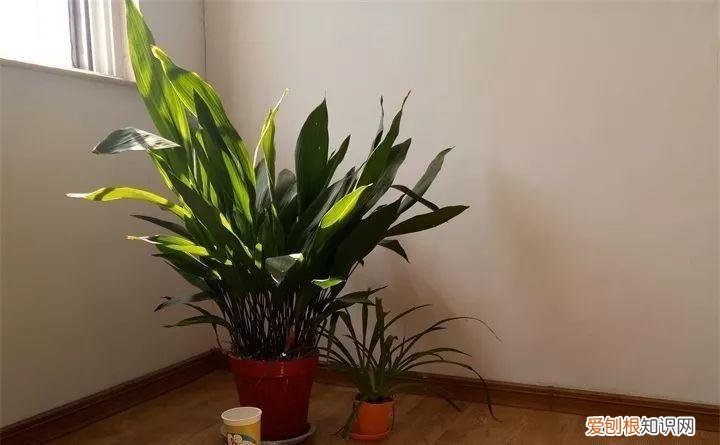 什么花好养又招财，在家养这25种花，招财又旺运，聪明人都在养