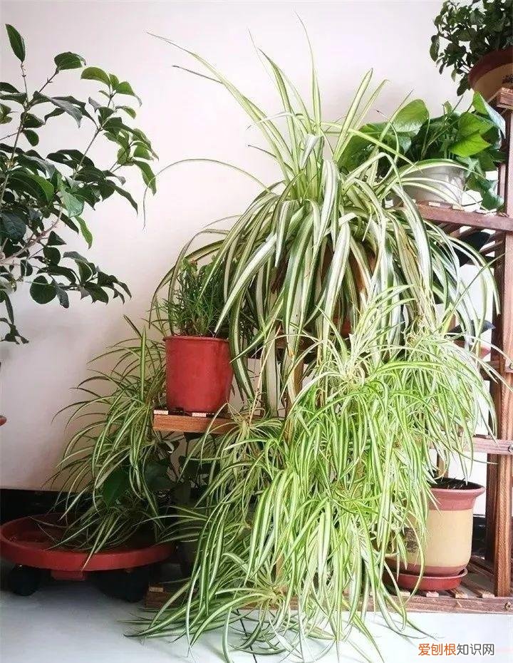 什么花好养又招财，在家养这25种花，招财又旺运，聪明人都在养