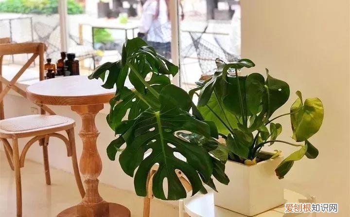 什么花好养又招财，在家养这25种花，招财又旺运，聪明人都在养