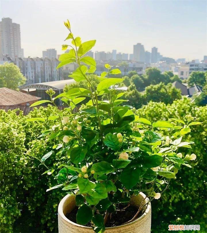 什么花好养又招财，在家养这25种花，招财又旺运，聪明人都在养