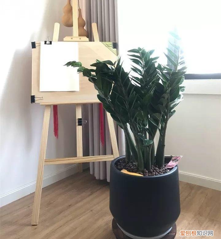 什么花好养又招财，在家养这25种花，招财又旺运，聪明人都在养
