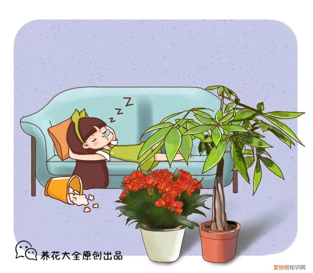 什么花好养又招财，在家养这25种花，招财又旺运，聪明人都在养