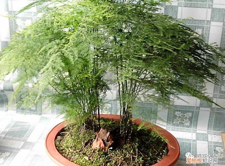 各种花卉的养护方法，50种常见花卉的养护方法，从此养花不发愁！