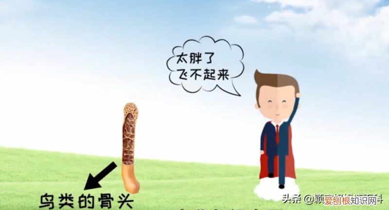 二十三 鸟类科普专栏，少儿百科科普：鸟类知识