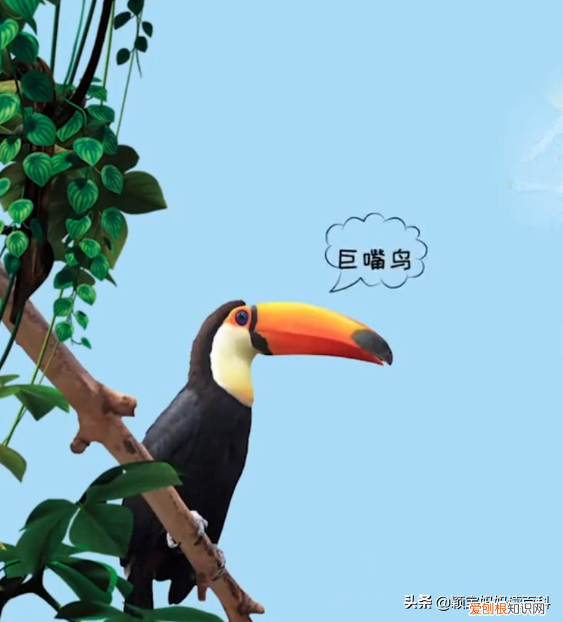 二十三 鸟类科普专栏，少儿百科科普：鸟类知识