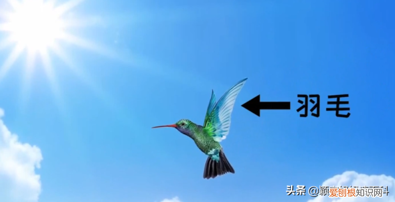 二十三 鸟类科普专栏，少儿百科科普：鸟类知识