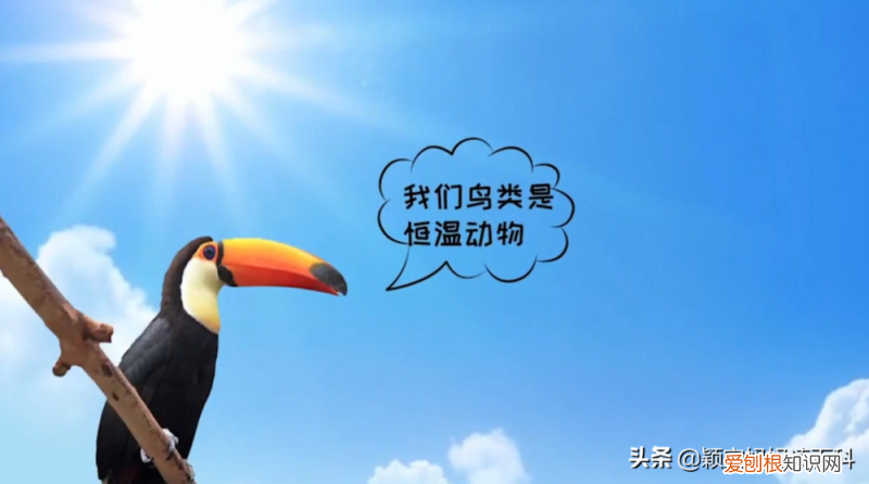 二十三 鸟类科普专栏，少儿百科科普：鸟类知识