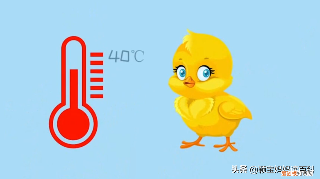 二十三 鸟类科普专栏，少儿百科科普：鸟类知识