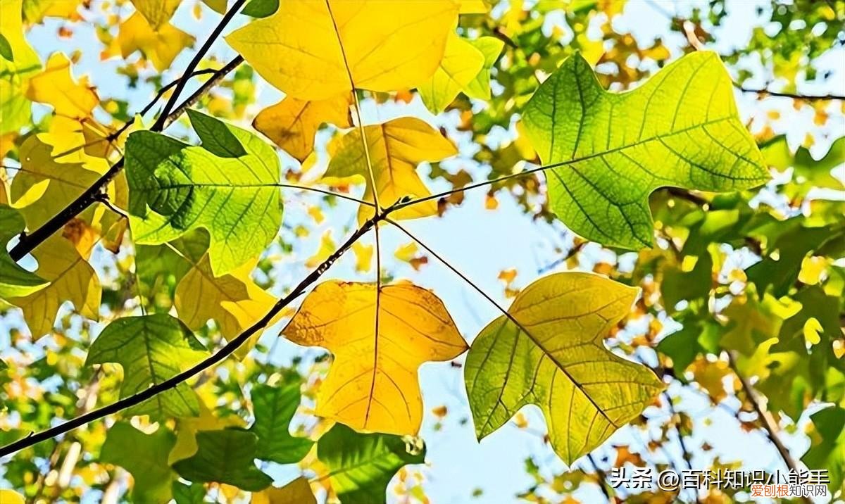 有趣的科学小知识 科普常识,科学科普|一些有趣的科普小知识,快来看看有没有你感兴趣的