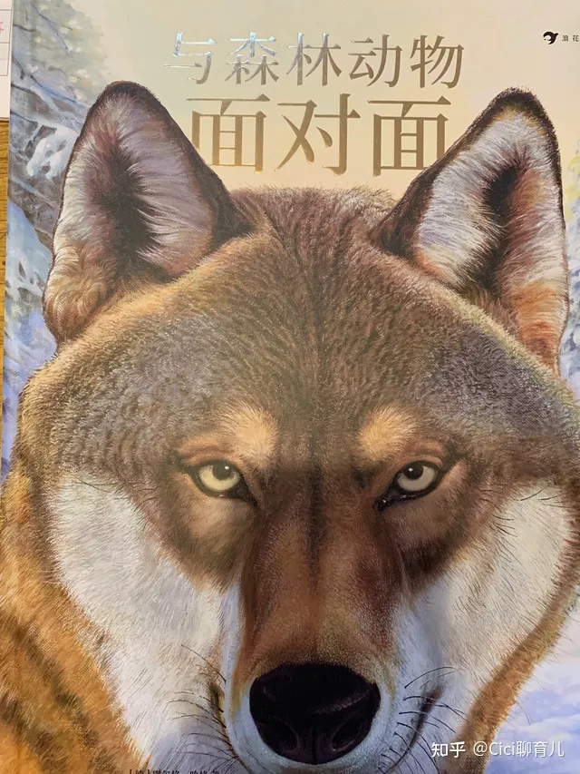 孩子与动物的近距离，带娃近距离了解动物，一起与森林动物面对面
