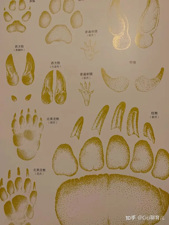孩子与动物的近距离，带娃近距离了解动物，一起与森林动物面对面