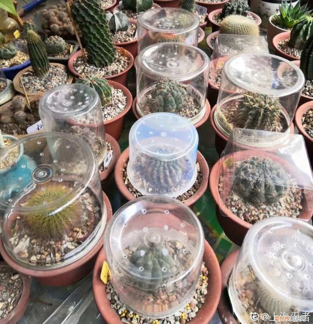 自己做花肥简直太简单了，10个偏方，能省不少钱，把花养的又肥又壮