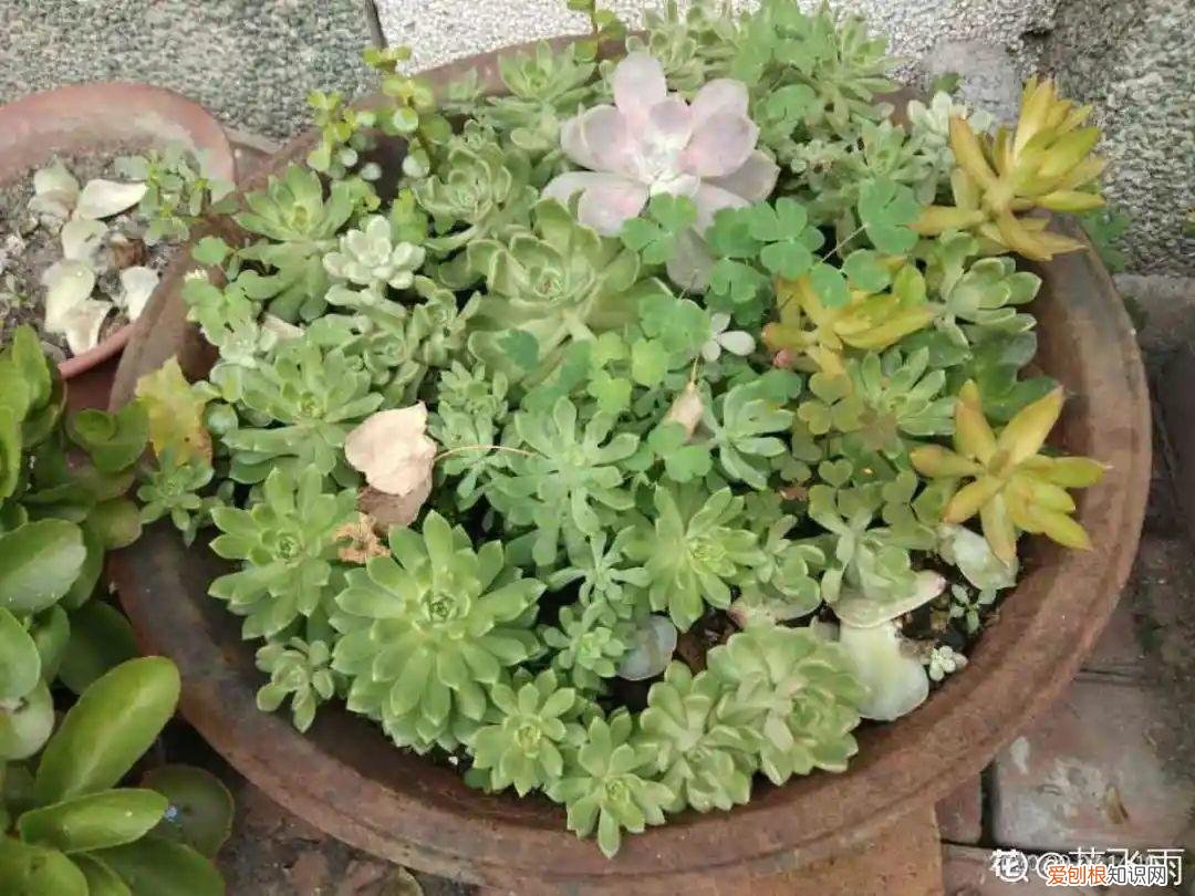 自己做花肥简直太简单了，10个偏方，能省不少钱，把花养的又肥又壮