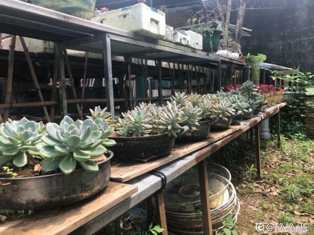 自己做花肥简直太简单了，10个偏方，能省不少钱，把花养的又肥又壮