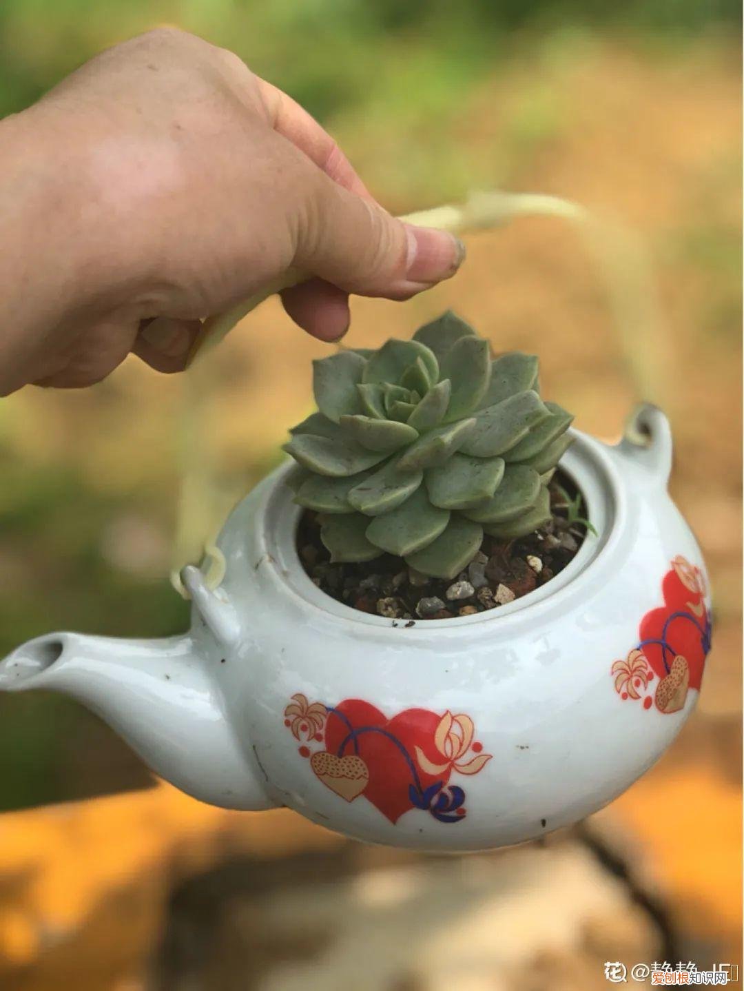 自己做花肥简直太简单了，10个偏方，能省不少钱，把花养的又肥又壮