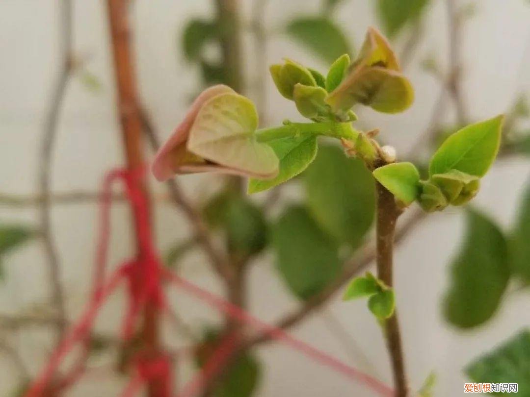 自己做花肥简直太简单了，10个偏方，能省不少钱，把花养的又肥又壮