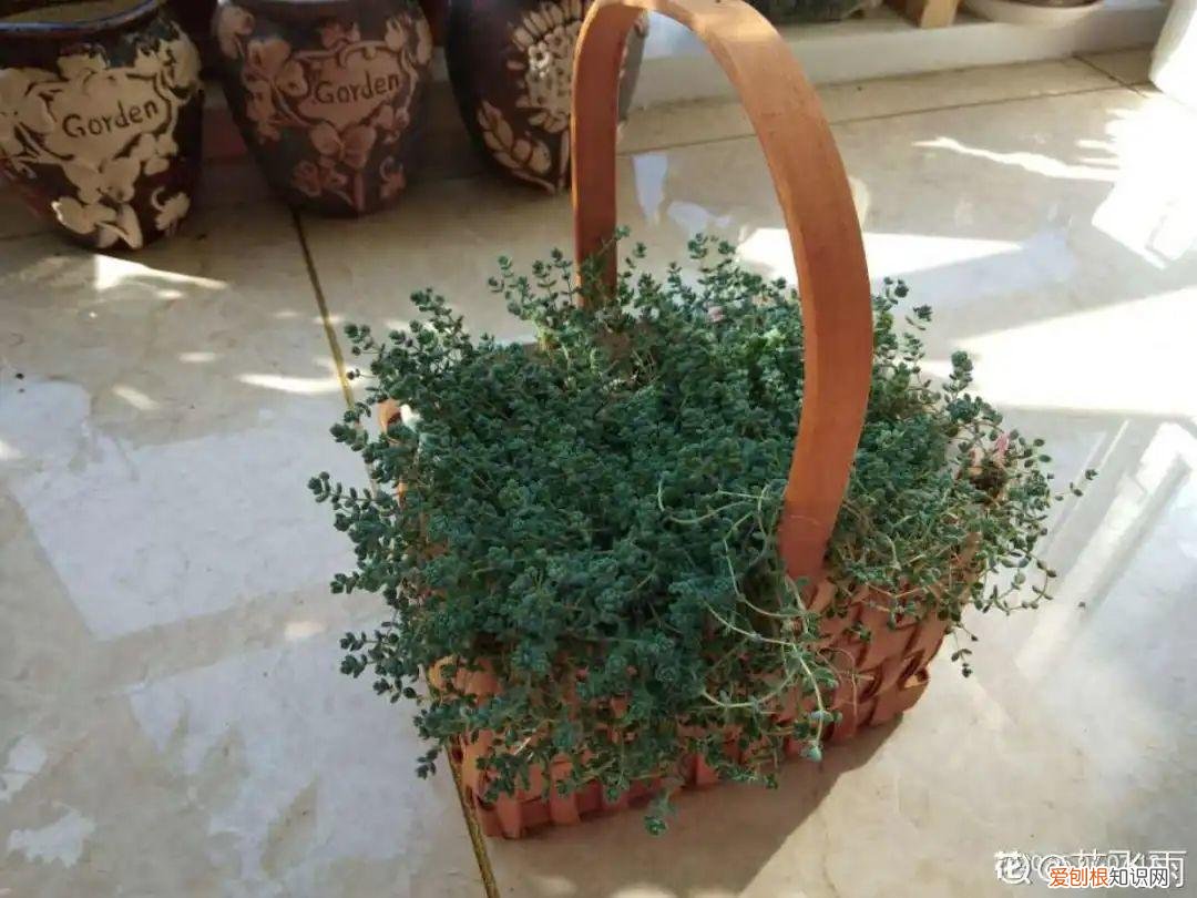 自己做花肥简直太简单了，10个偏方，能省不少钱，把花养的又肥又壮