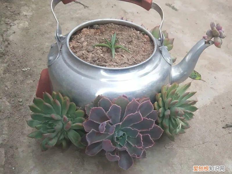 自己做花肥简直太简单了，10个偏方，能省不少钱，把花养的又肥又壮