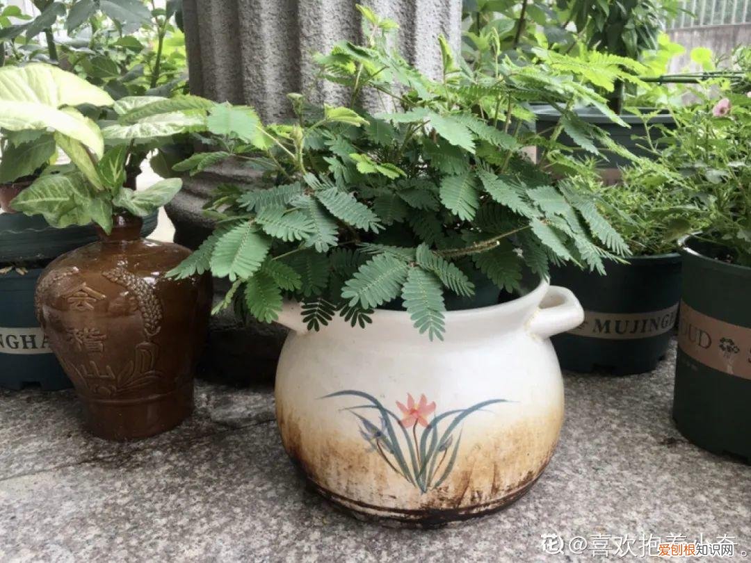 自己做花肥简直太简单了，10个偏方，能省不少钱，把花养的又肥又壮