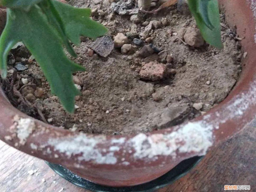 自己做花肥简直太简单了，10个偏方，能省不少钱，把花养的又肥又壮