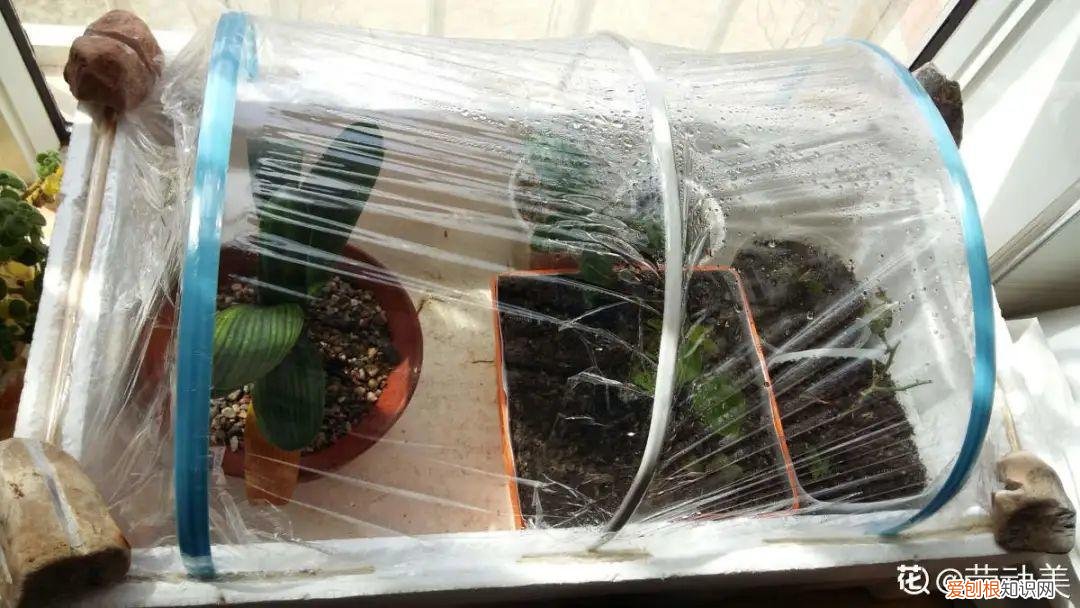 自己做花肥简直太简单了，10个偏方，能省不少钱，把花养的又肥又壮
