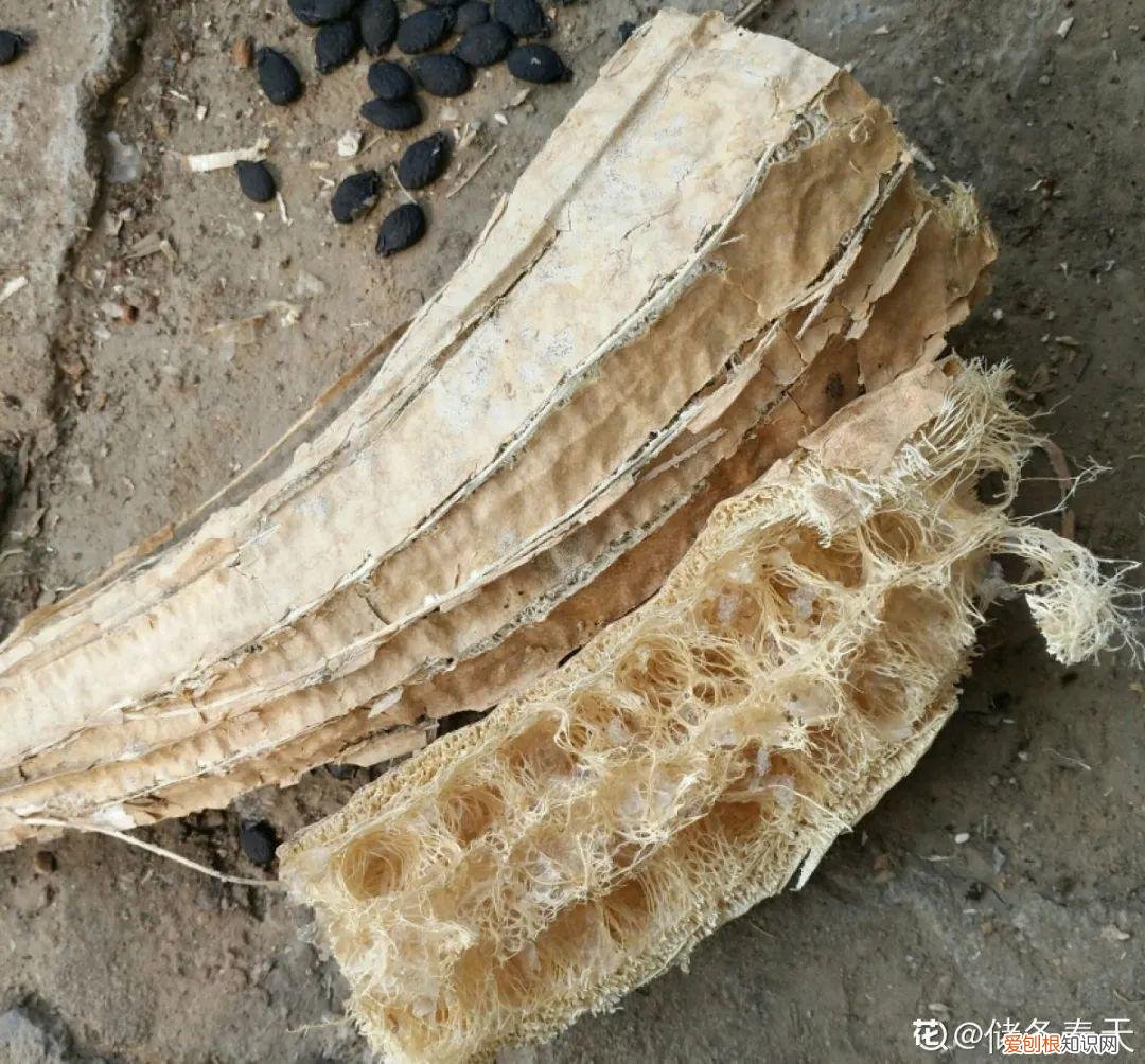 自己做花肥简直太简单了，10个偏方，能省不少钱，把花养的又肥又壮