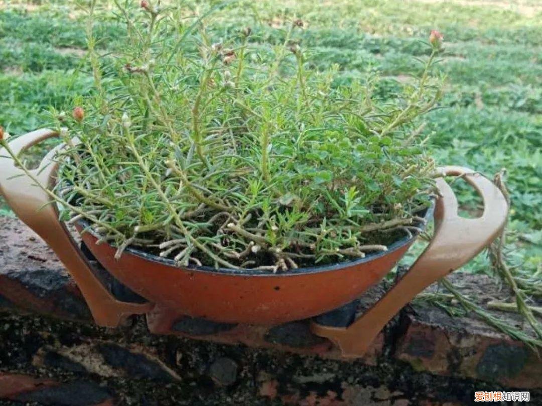 自己做花肥简直太简单了，10个偏方，能省不少钱，把花养的又肥又壮