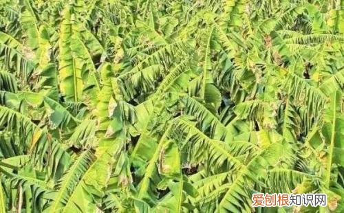 让花叶子更绿的偏方，养花用这5个小妙招，不花一分钱，绿叶长得旺！