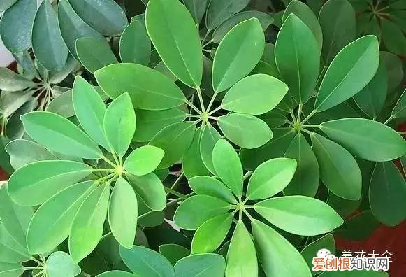 教你养花小技巧，流传于网络的养花妙招大全，真的很管用！