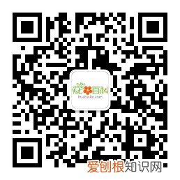 教你养花小技巧，流传于网络的养花妙招大全，真的很管用！