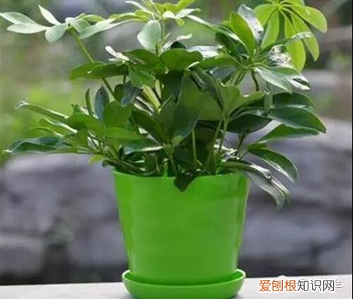 教你养花小技巧，流传于网络的养花妙招大全，真的很管用！