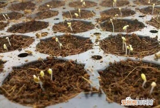 教你养花小技巧，流传于网络的养花妙招大全，真的很管用！
