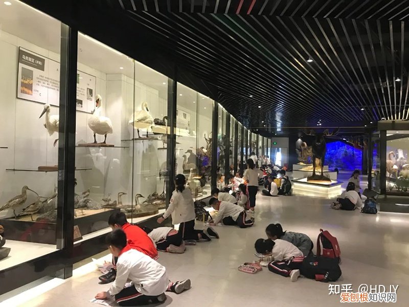 关于爱鸟护鸟的句子有哪些，爱鸟始于心，护鸟在于行！福州麦顶小学鸟类科普研学活动！