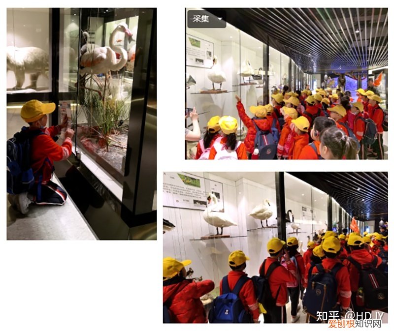 关于爱鸟护鸟的句子有哪些，爱鸟始于心，护鸟在于行！福州麦顶小学鸟类科普研学活动！