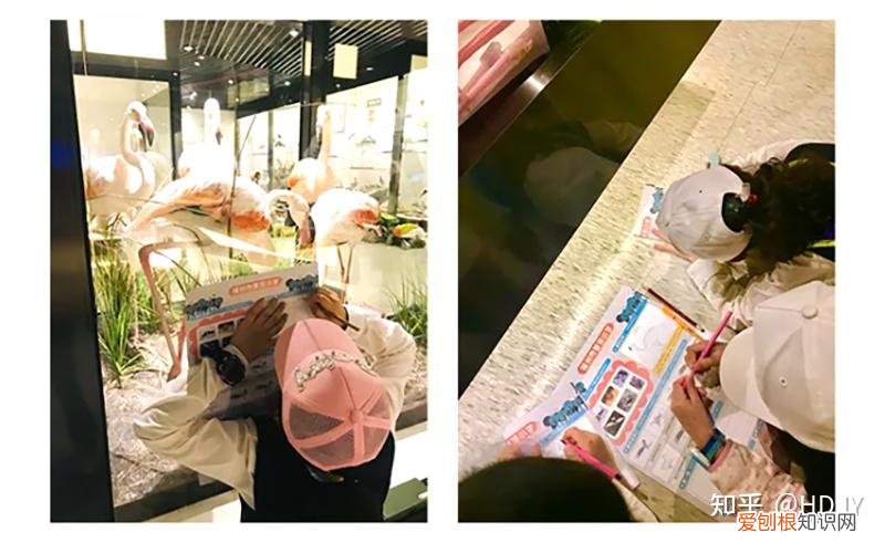 关于爱鸟护鸟的句子有哪些，爱鸟始于心，护鸟在于行！福州麦顶小学鸟类科普研学活动！