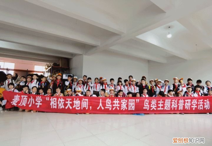 关于爱鸟护鸟的句子有哪些，爱鸟始于心，护鸟在于行！福州麦顶小学鸟类科普研学活动！