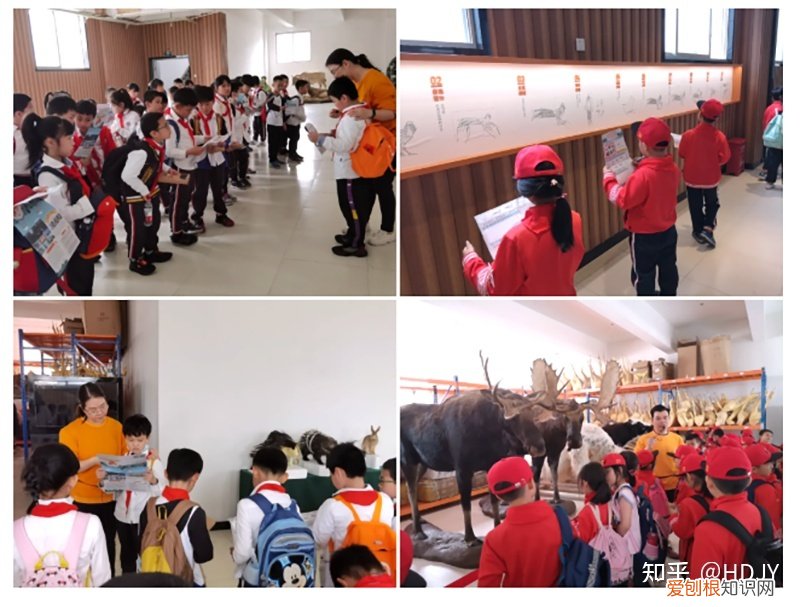 关于爱鸟护鸟的句子有哪些，爱鸟始于心，护鸟在于行！福州麦顶小学鸟类科普研学活动！