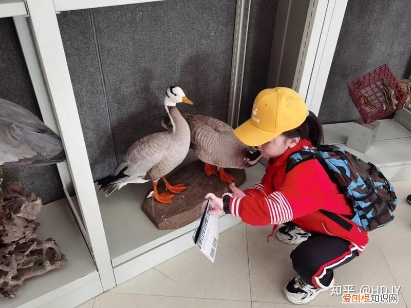 关于爱鸟护鸟的句子有哪些，爱鸟始于心，护鸟在于行！福州麦顶小学鸟类科普研学活动！