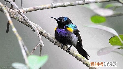 关于爱鸟护鸟的句子有哪些，爱鸟始于心，护鸟在于行！福州麦顶小学鸟类科普研学活动！