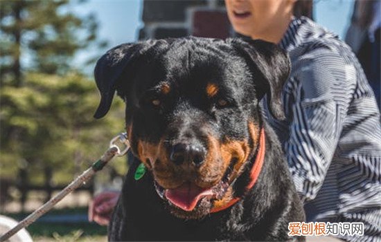 训练狗狗的好处有哪些,训练狗狗一定要趁早,经常锻炼的狗狗的好处