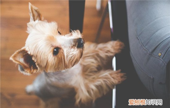 狗狗喜欢舔人的脚，如何阻止狗狗舔人，狗狗为何喜欢舔人脚