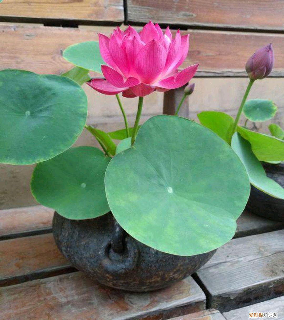 阳台种植的花卉叫什么，100种花能养在阳台上，50种开花的，40种绿植，10种蔬果