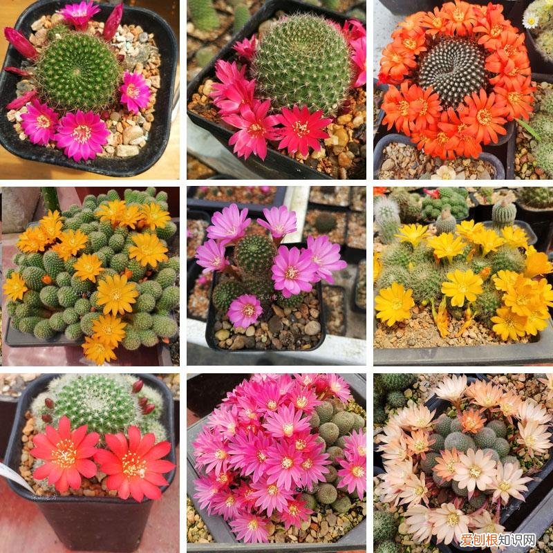 阳台种植的花卉叫什么，100种花能养在阳台上，50种开花的，40种绿植，10种蔬果