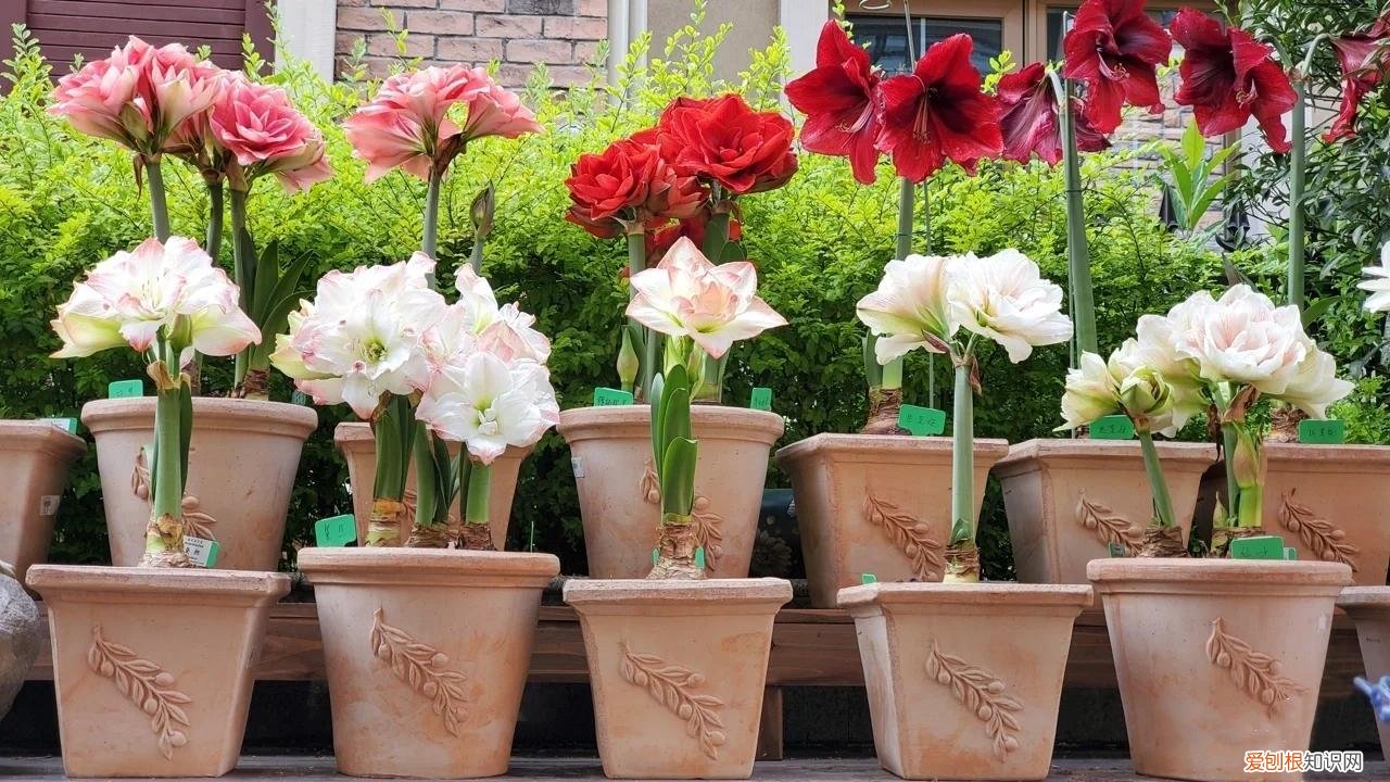 阳台种植的花卉叫什么，100种花能养在阳台上，50种开花的，40种绿植，10种蔬果