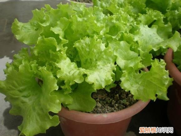 阳台种植的花卉叫什么，100种花能养在阳台上，50种开花的，40种绿植，10种蔬果