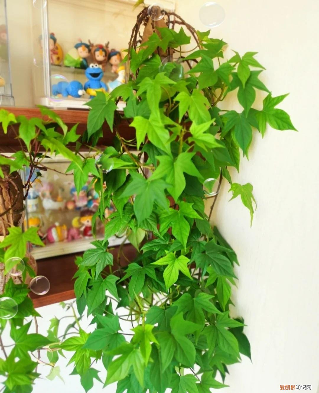 阳台种植的花卉叫什么，100种花能养在阳台上，50种开花的，40种绿植，10种蔬果
