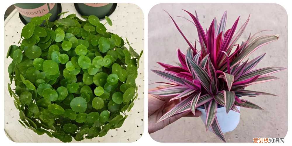 阳台种植的花卉叫什么，100种花能养在阳台上，50种开花的，40种绿植，10种蔬果